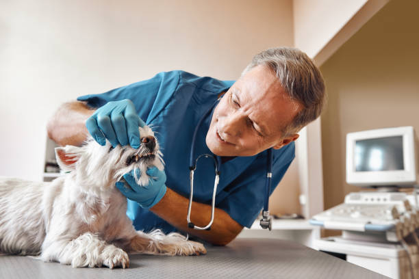 Best Urgent Tooth Repair  in Palm Springs North, FL
